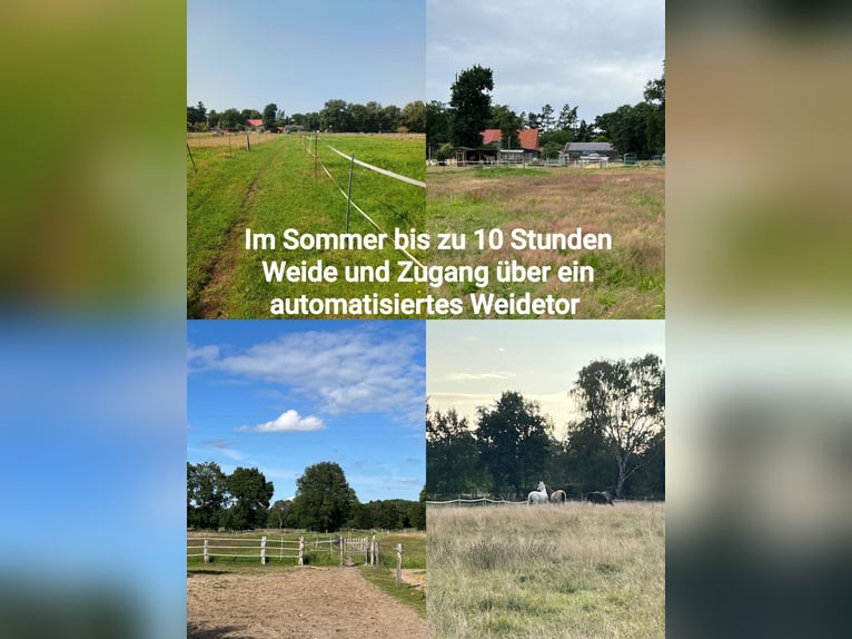 Offenstallplatz für Wallach - 25482 Appen-Etz - bedampftes Heu