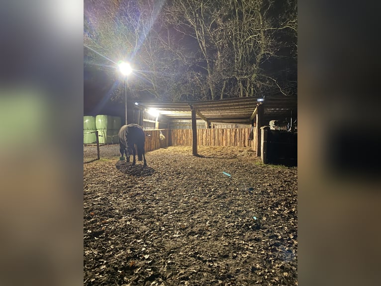 Offenstallplatz in kleiner Herde