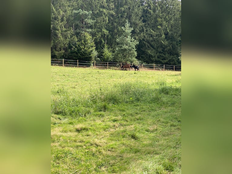 Offenstallplatz mit Koppeln für 1 bis 2 Pferde