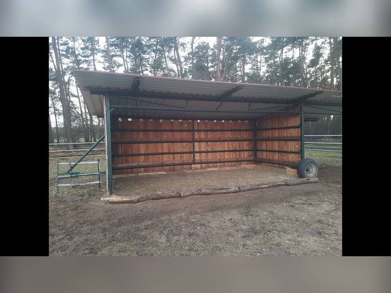 Offenstallplatz mit Weide+ Heulage
