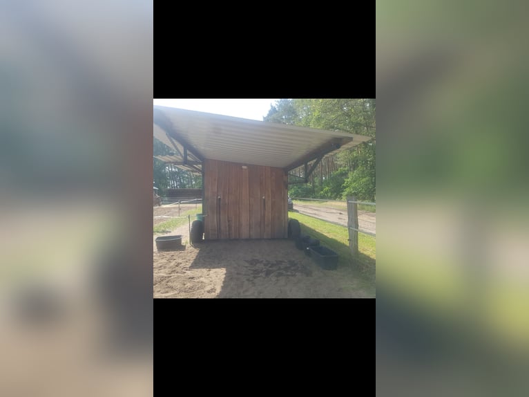 Offenstallplatz mit Weide+ Heulage