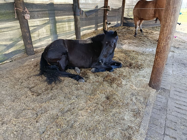 Op zoek naar een vrije stal voor een zesjarige merrie.