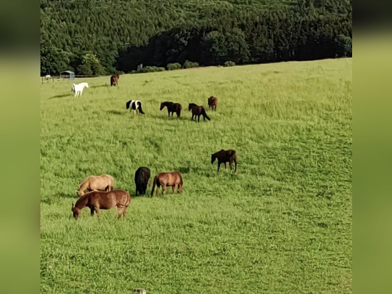 Open stables / Retired horse / Young horse paddock