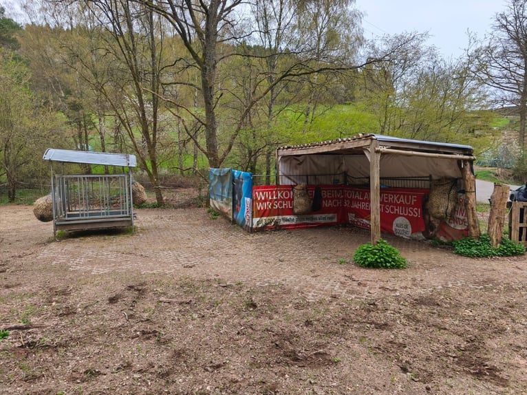 Open stables with multiple summer paddocks