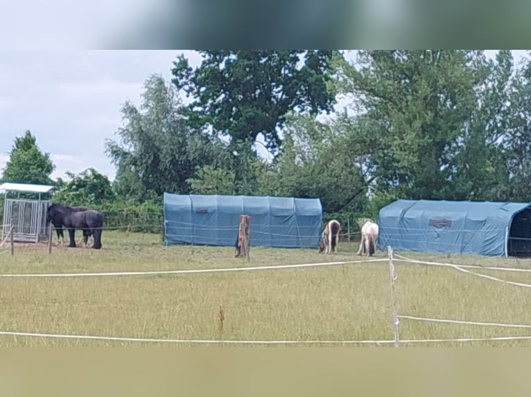 Open stabling in winter and trail riding area in summer