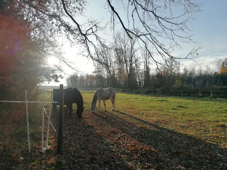 Open stabling / Pony / Large horse / Gelding