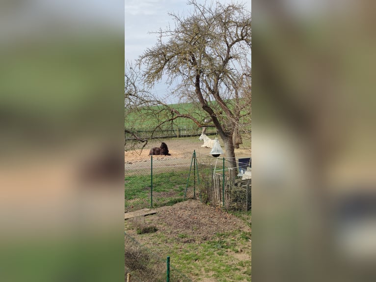 Open stabling / Pony / Large horse / Gelding