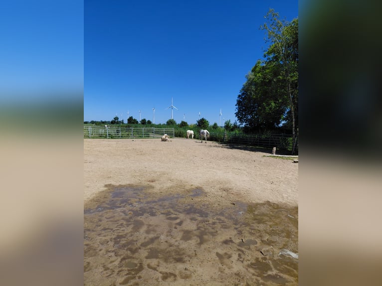 Open stal aan de Noordzee voor hengsten, geschikt voor allergieën, COPD of astma
