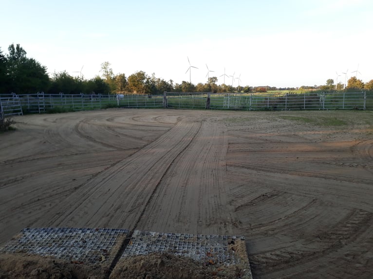 Open stal aan de Noordzee voor hengsten, geschikt voor allergieën, COPD of astma