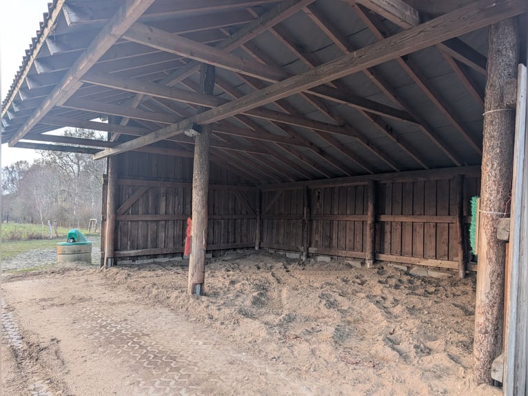 Open stal in Hollenstedt