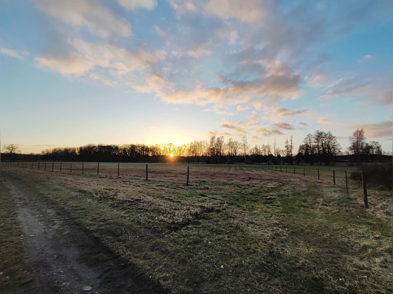 Open stal met een kleine beek