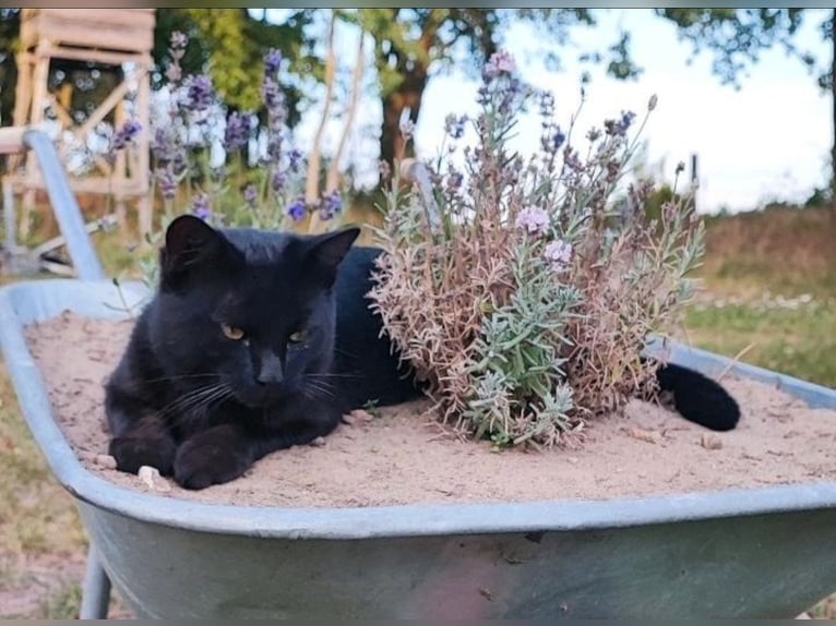 Open stal met een kleine beek