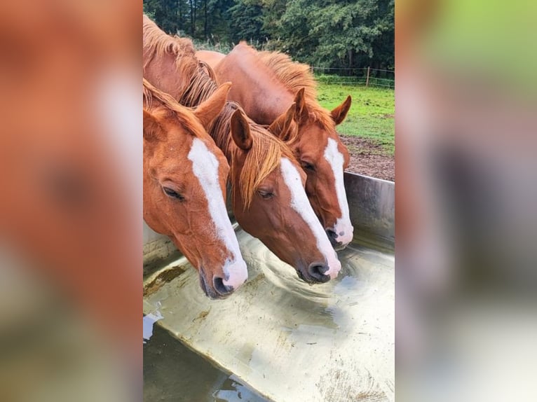 Open stal met een kleine beek