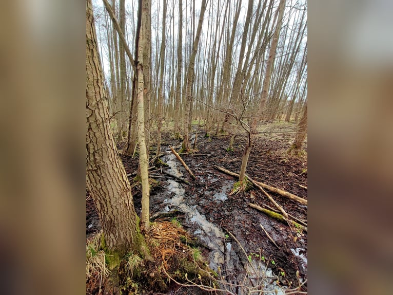 Open stal met een kleine beek