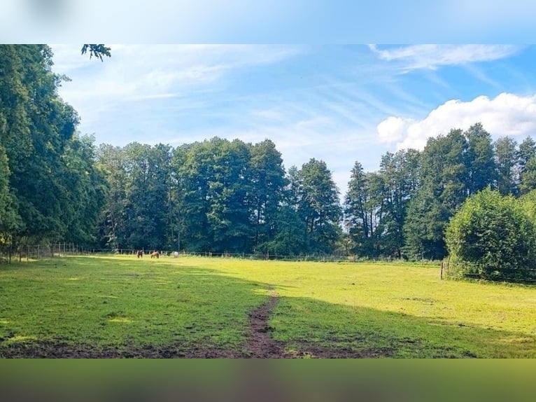 Open stal met een kleine beek