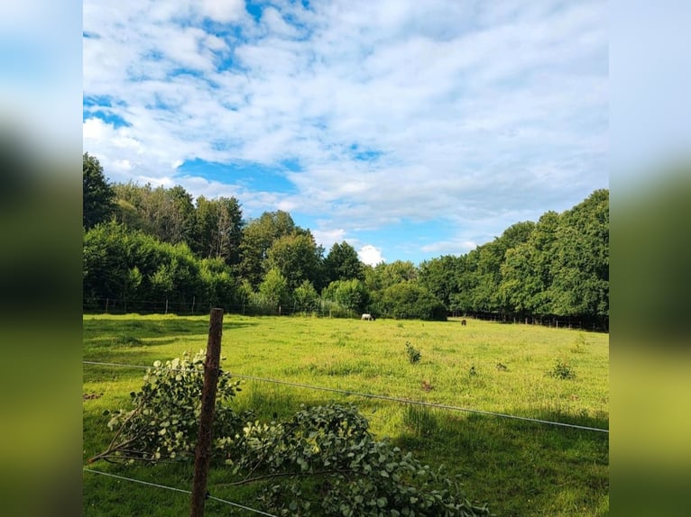 Open stal met een kleine beek