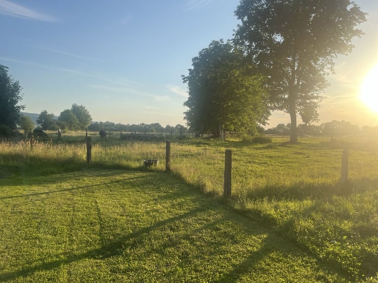 Open stal met kleine paddocktrail