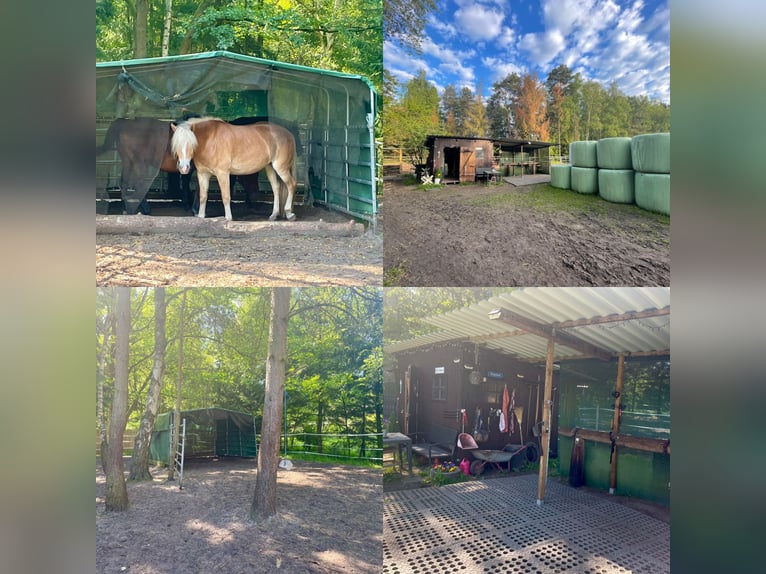 Open stal met kuilvoer (geschikt voor allergieën) inclusief volledige verzorging in Ehlershausen