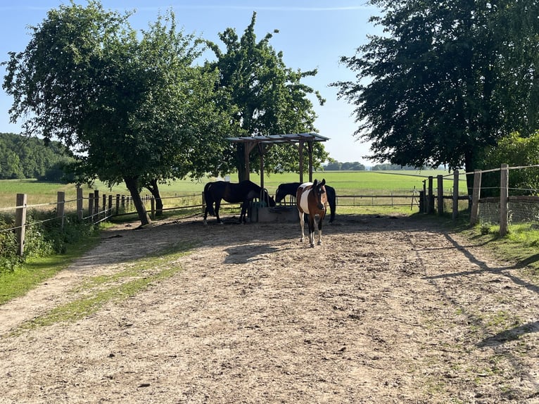 Open stal met longeercirkel en rijbaan voor 4 paarden te huur, geschikt voor allergiegevoelige paard