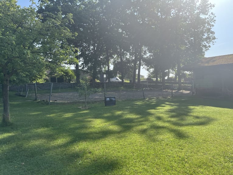 Open stal met longeercirkel en rijbaan voor 4 paarden te huur, geschikt voor allergiegevoelige paard