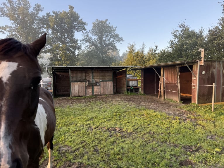 Open stal met trail in 25336 Klein Nordende