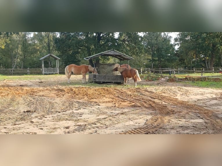 Open stal: particuliere paardeneigenaren zoeken een nieuwe bewoner voor de jongensgroep