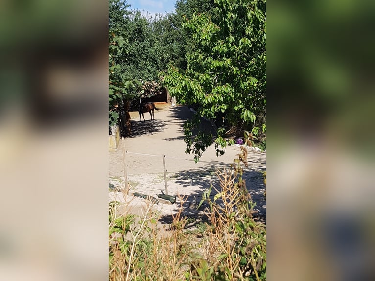 Open stal voor allergieën en astmapatiënten