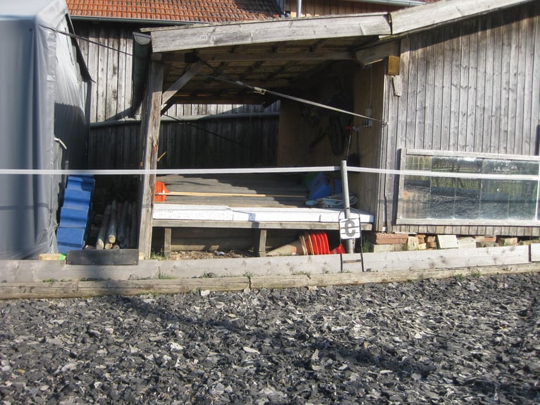 Open stal voor een brave hoefkatloose ruin beschikbaar