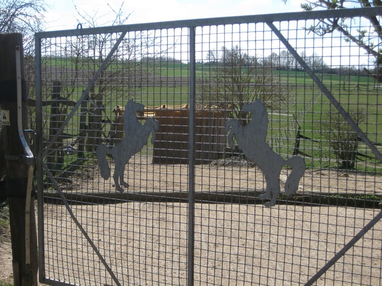 Open stal voor een brave hoefkatloose ruin beschikbaar