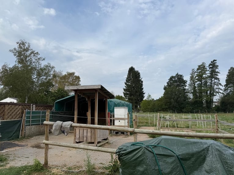 Open stal voor oudere IJslanders