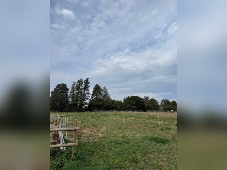 Open stal voor oudere IJslanders