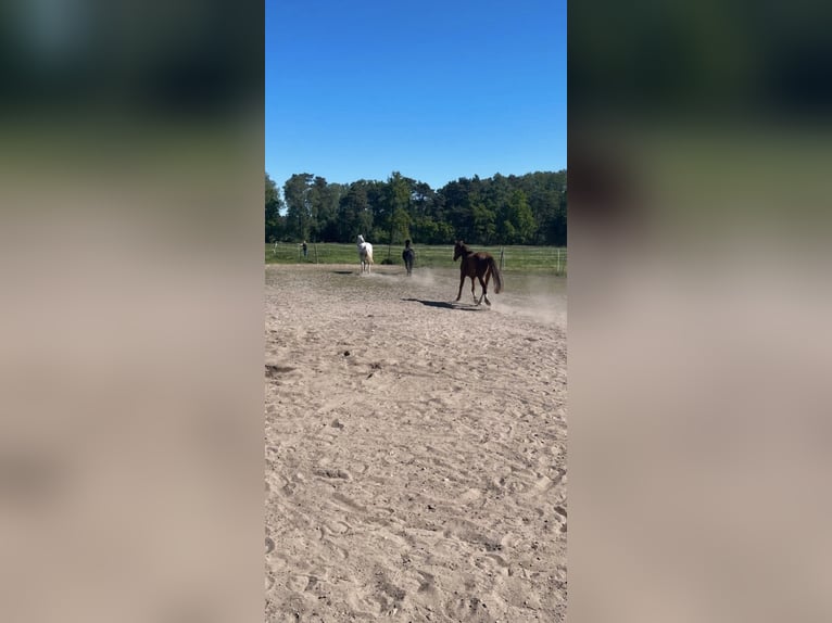 Open stal/box, retiree, summer/winter pasture, full board