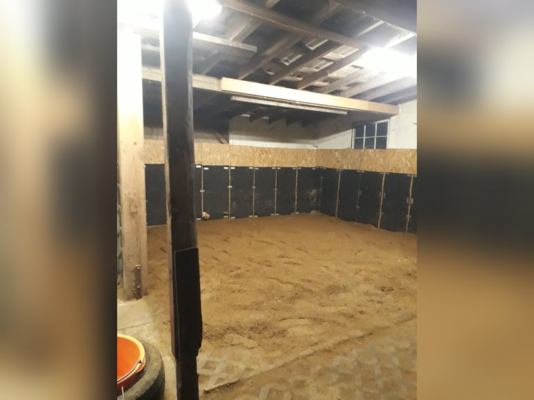 Open stalling en weideplek voor hengsten aan de Noordzee