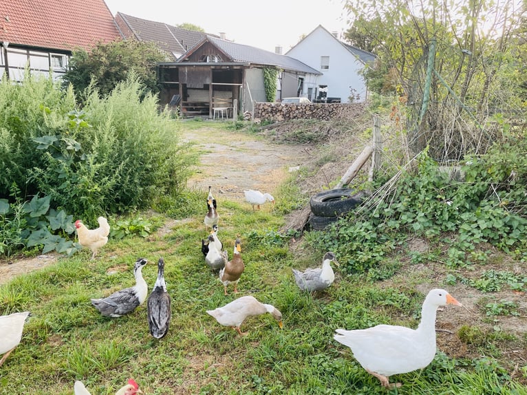 Open stalling voor zelfvoorziening