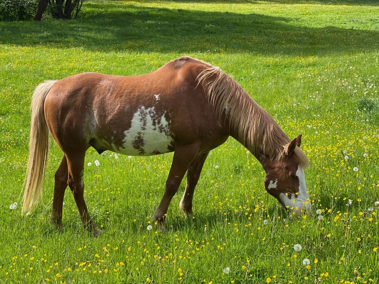 Openluchtstal-paradijs nabij de Marbacher Stuwdam (Petersberg): plaatsen vrij!