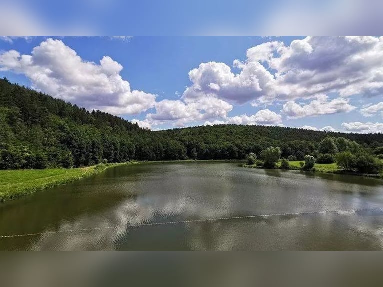 Openluchtstal-paradijs nabij de Marbacher Stuwdam (Petersberg): plaatsen vrij!