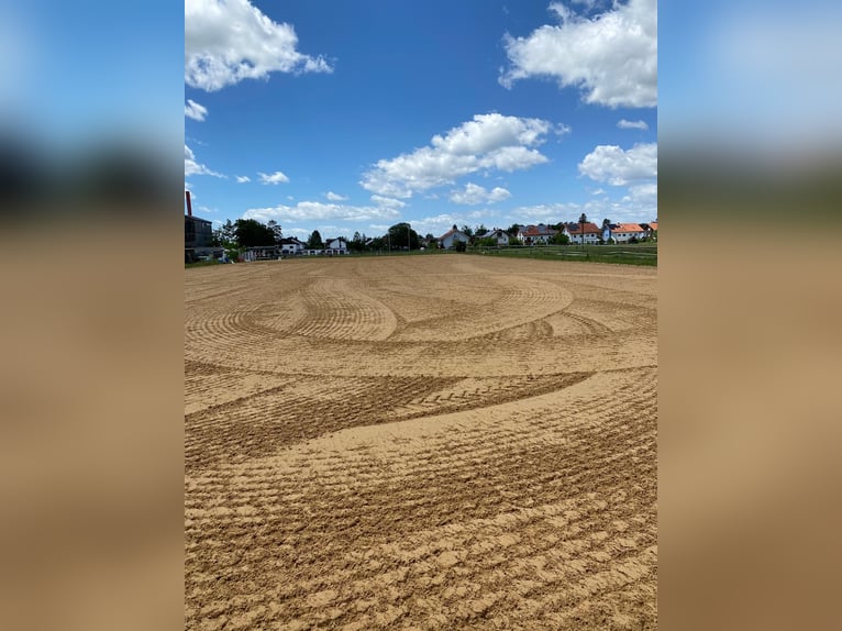 Openstalplaats voor een IJslandse merrie / pony tot ca. 1,35 m hoog