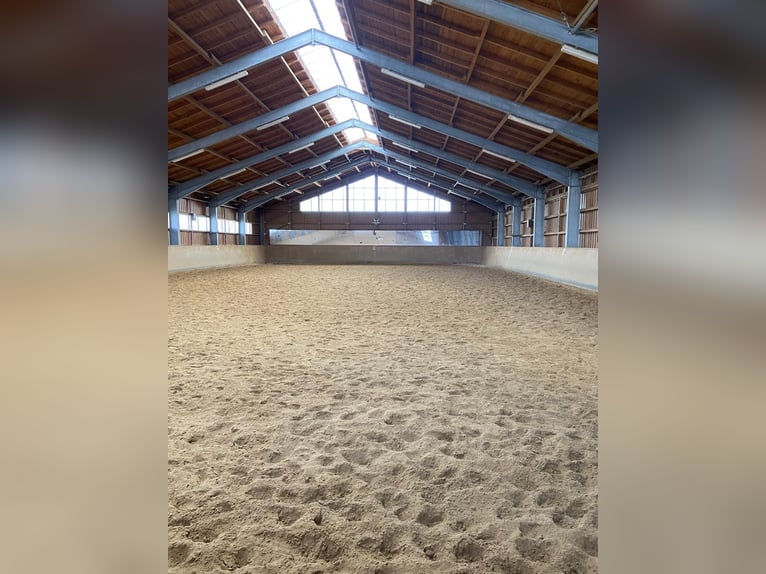Openstalplaats voor een IJslandse merrie / pony tot ca. 1,35 m hoog