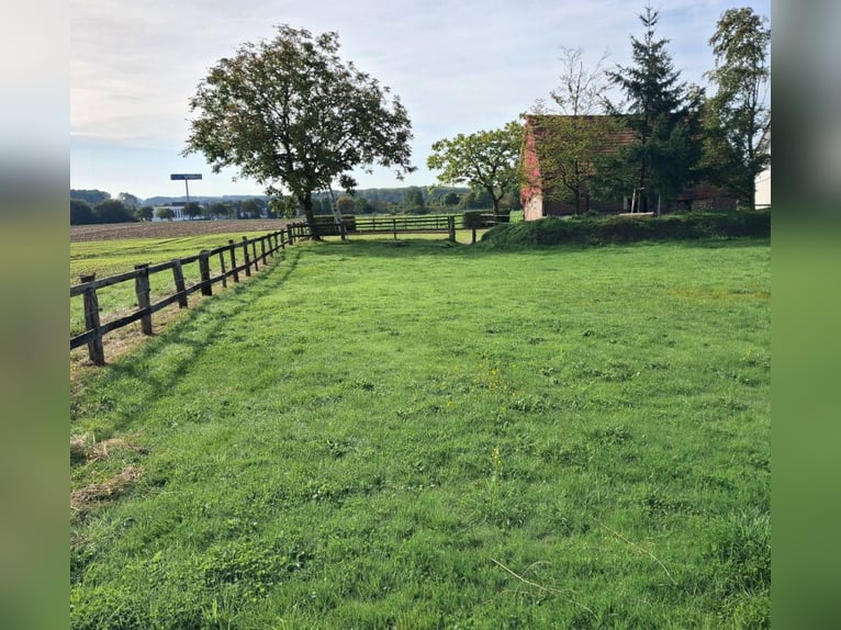 Paardenpension op een oude, gerestaureerde boerderij, stevige gemetselde stal met weiland, Teutoburg