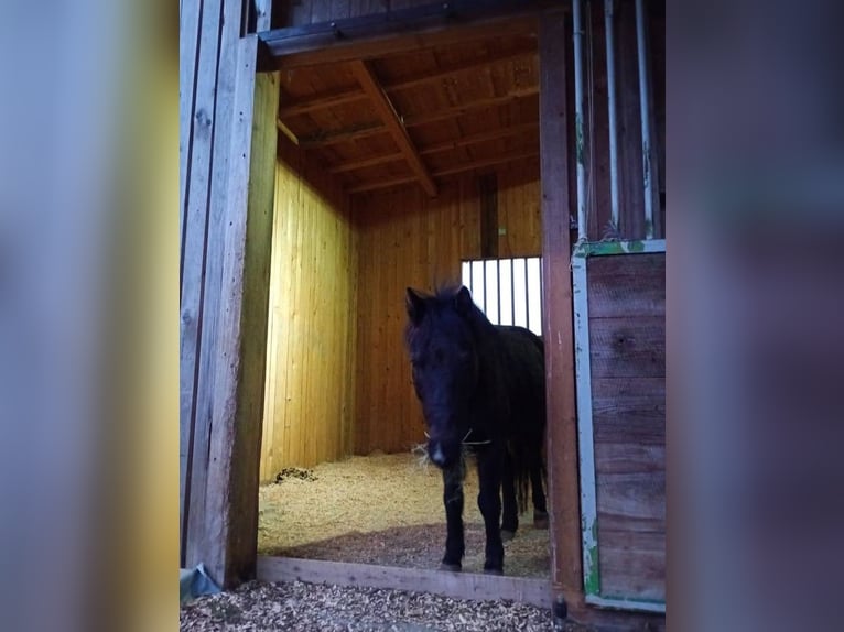 Paardenstal heeft momenteel 1 plek vrij.