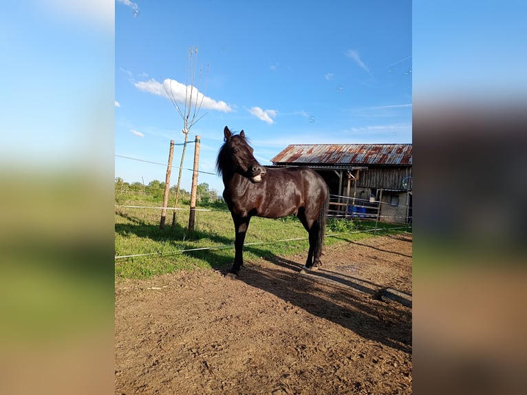 Paardenstal heeft momenteel 1 plek vrij.