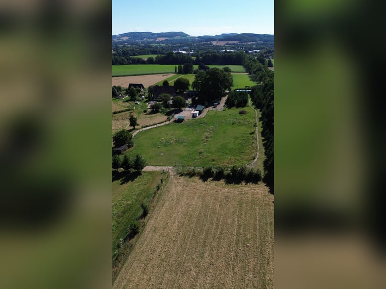 Paddock- en trailgroepshouding