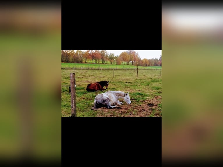 Paddock- en trailgroepshouding