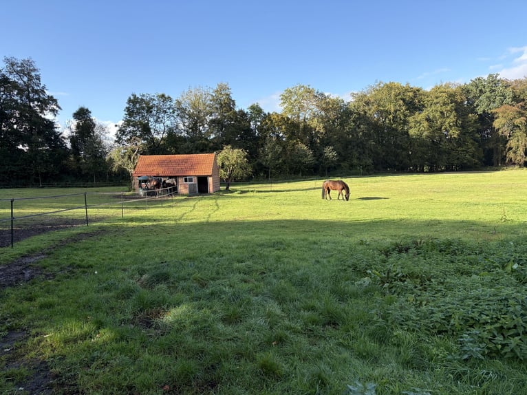 Paddockparadijs met 5-sterrenverzorging