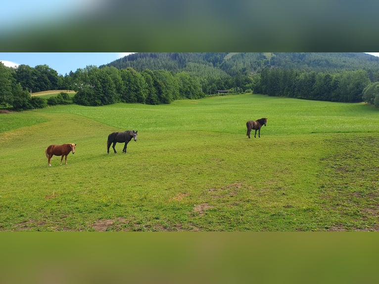 Pensionplaats voor merries op de Semmering