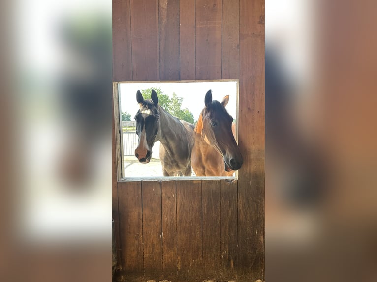 Pensionplaatsen voor paarden beschikbaar vanaf november.