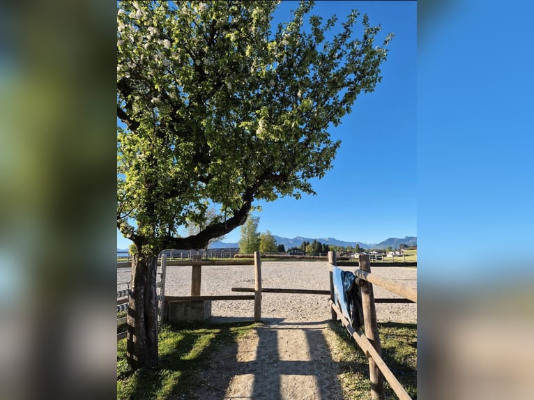 Pensionplaatsen voor paarden beschikbaar vanaf november.