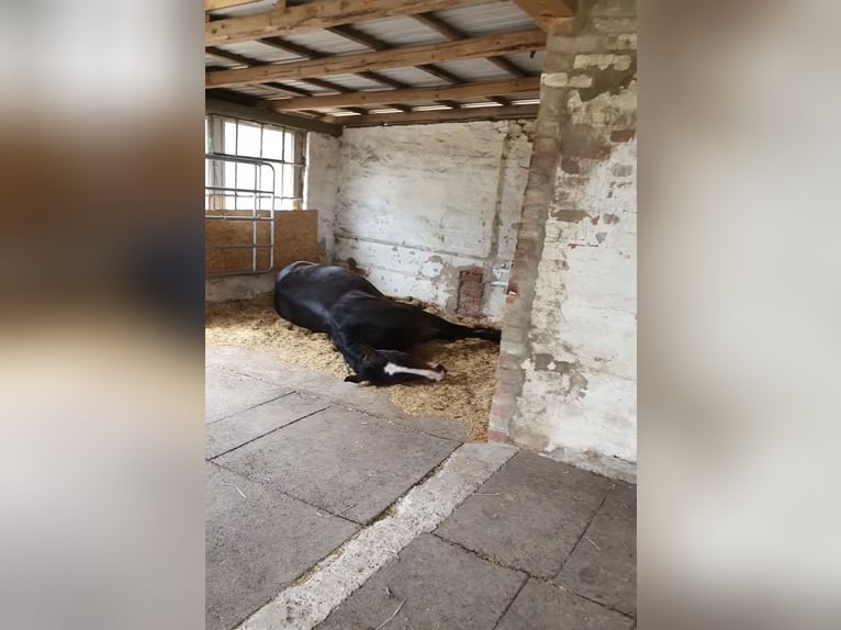 Per direct is er een plek vrij in een groepsstal voor een ruin.