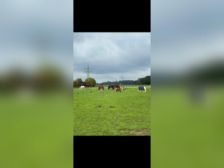 Pferdeboxen/Offenstall 