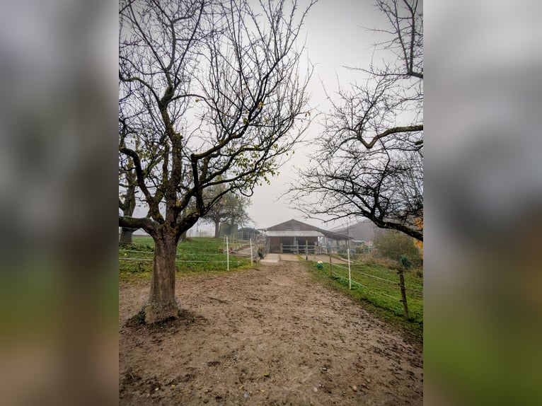 Plaats beschikbaar voor een ponygroep voor Mini of Shetlander - Zelfvoorzienend